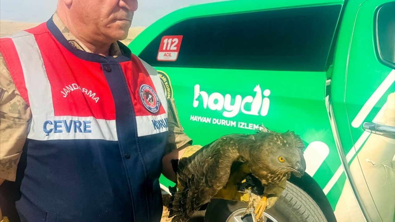 Şanlıurfa'da Yaralı Kızıl Şahin Tedaviye Alındı