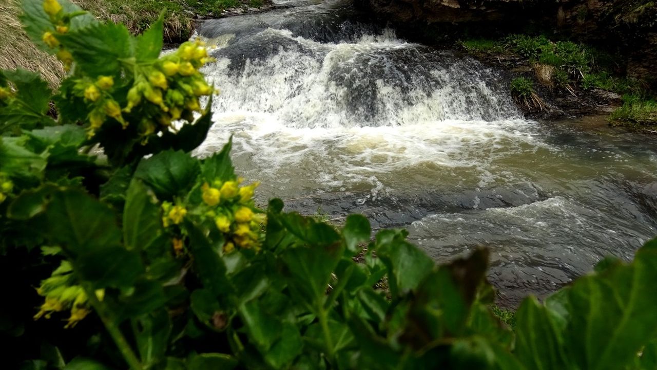 Sarıkamış'ın Doğası Rengarenk Çiçeklerle Canlandı