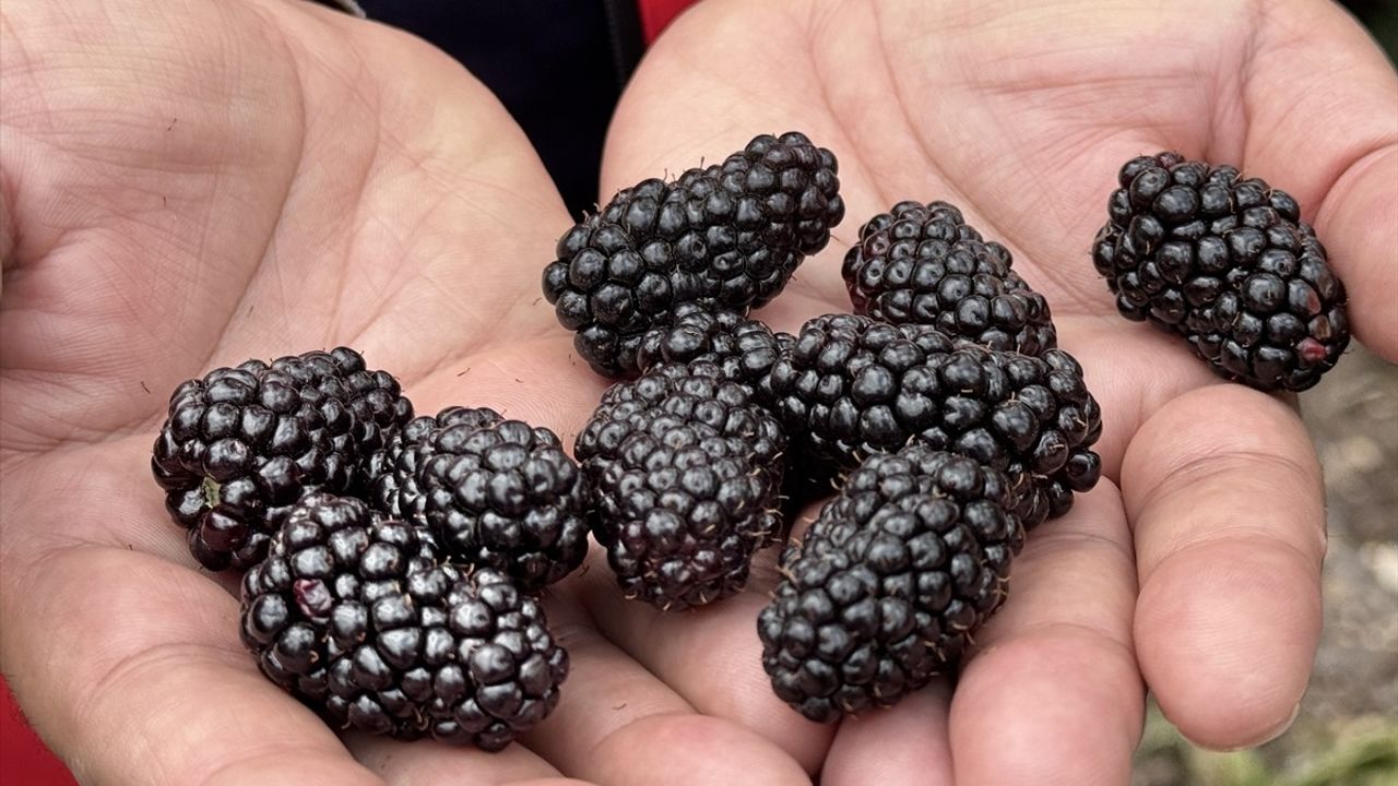 Siirt'te 34 Milyon Lira İle 250 Dekar Alanda Böğürtlen Üretimi Başlıyor