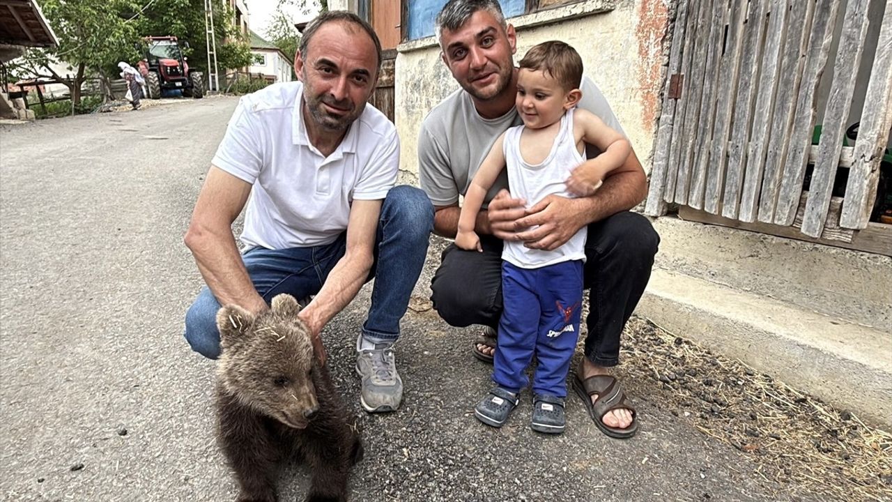 Sinop'ta Yavru Ayı Koruma Altına Alındı