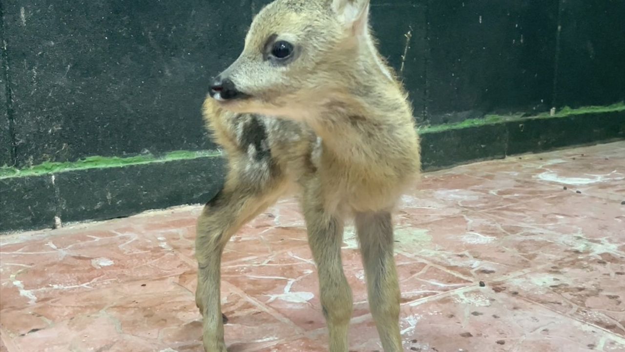 Sinop'ta Yavru Karaca Koruma Altına Alındı