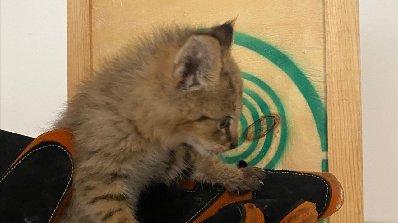 Şırnak'ta Bitkin Saz Kedisi Yavrusu Tedavi Altına Alındı