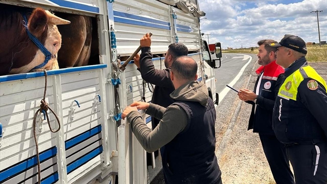 Tekirdağ'da Kaçak Büyükbaş Hayvana 105 Bin Lira Ceza Uygulandı