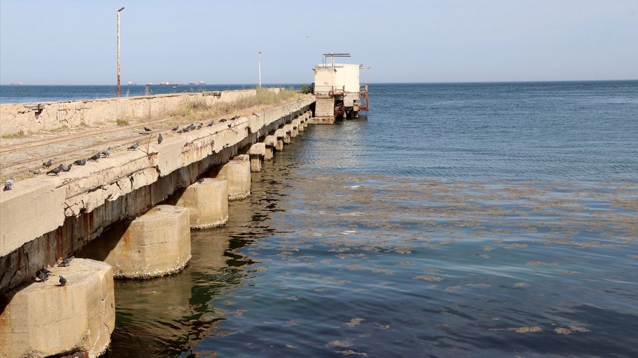 Tekirdağ Kıyılarında Alg Patlaması: Deniz Renk Değişimi Yaşandı