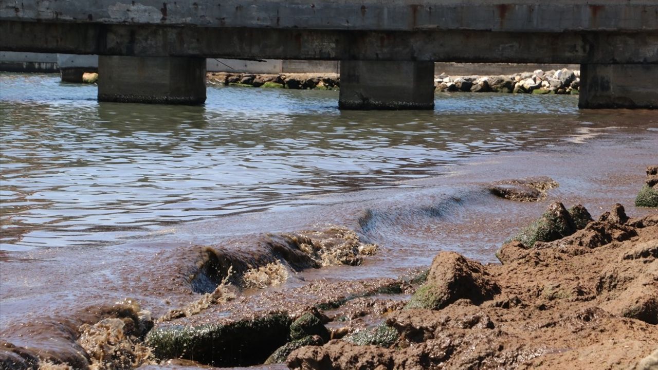 Tekirdağ Sahilinde Kuvvetli Rüzgar Kırmızı Yosun Birikintisi Oluşturdu