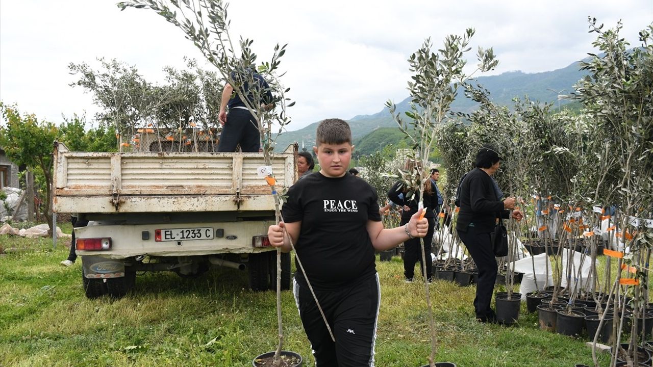 TİKA, Arnavutluk'ta İhtiyaç Sahibi Ailelere Zeytin Fidanı Hibe Etti