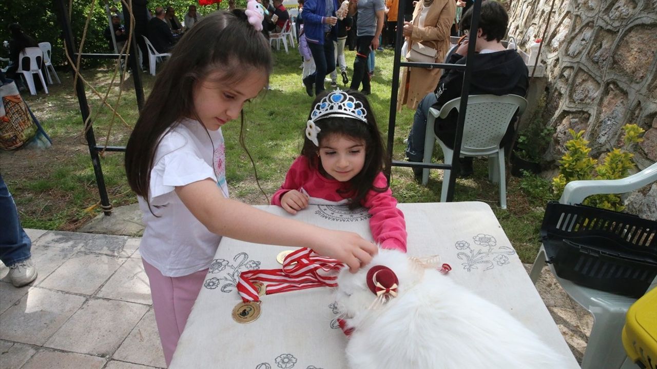 Tokat'ta Renkli Kedi Güzellik Yarışması Düzenlendi