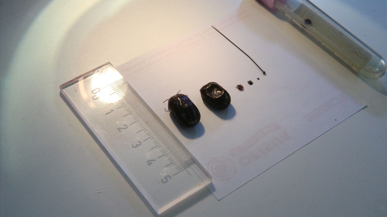 Toplu İğne Kadar Küçük Kenelere Dikkat: Vaka Sayıları Artıyor