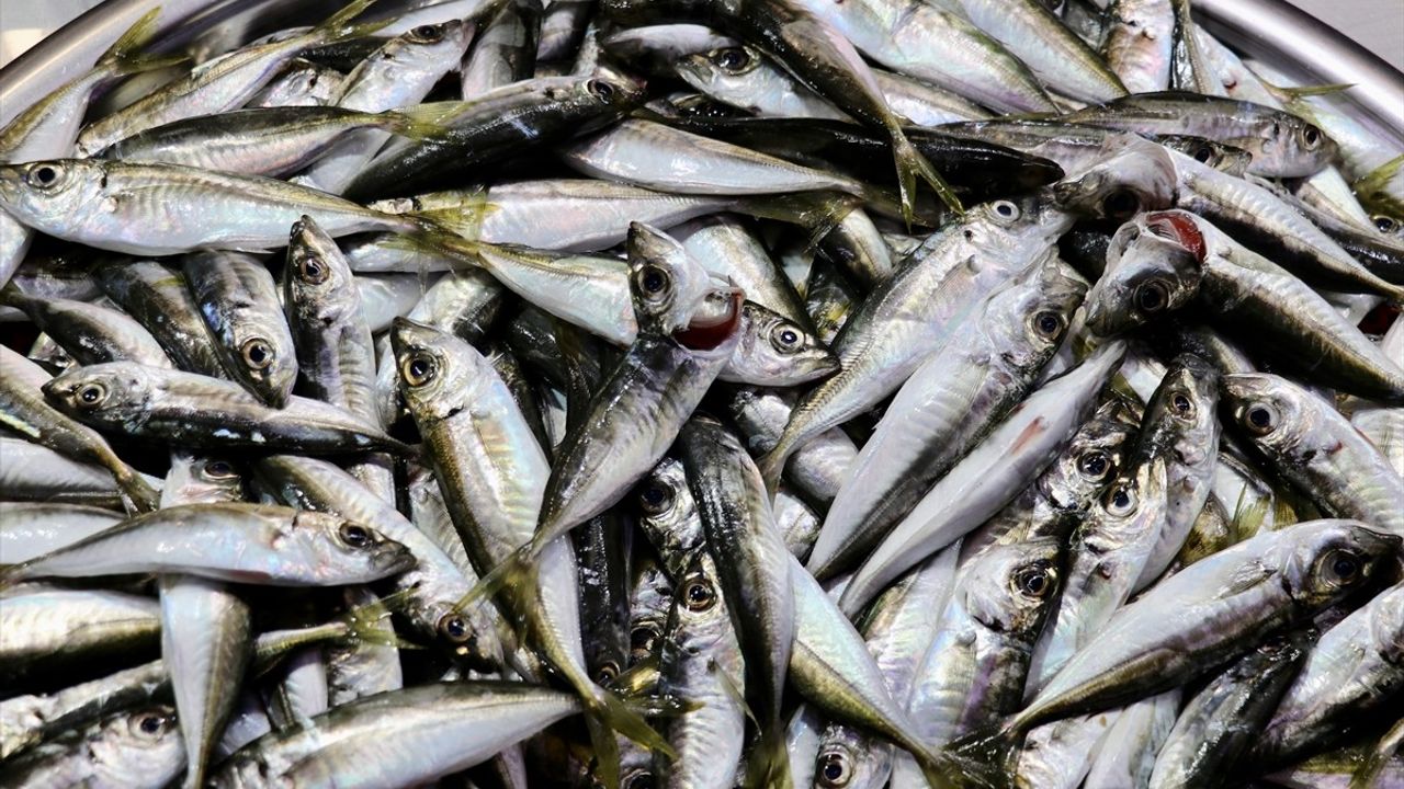 Trabzon'da Balıkçı Tezgahlarında Çeşitlilik ve Rağbet