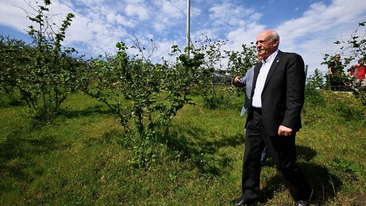 TZOB Başkanı Bayraktar, Düzce'de Zirai Dondan Etkilenen Fındık Bahçelerini İnceledi