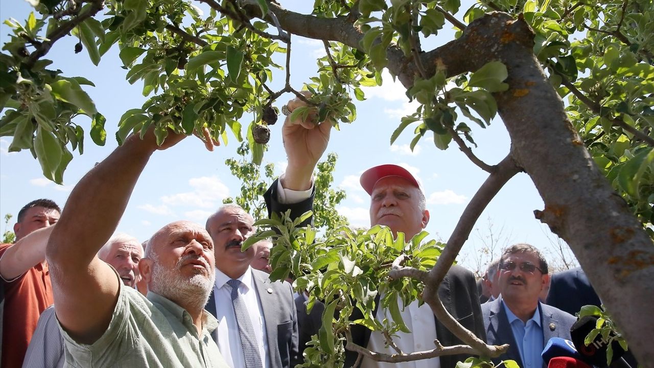 TZOB Genel Başkanı Bayraktar, Çorum'daki Dondan Etkilenen Meyve Bahçelerini İnceledi