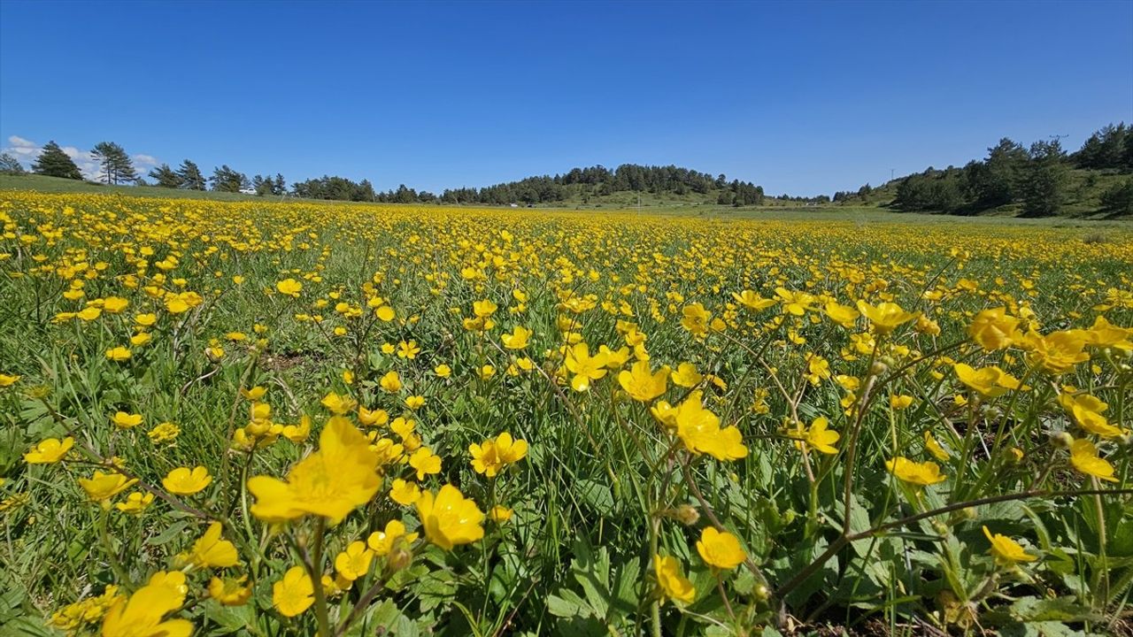 Yapraklı Yaylası Düğün Çiçekleriyle Sarıya Büründü