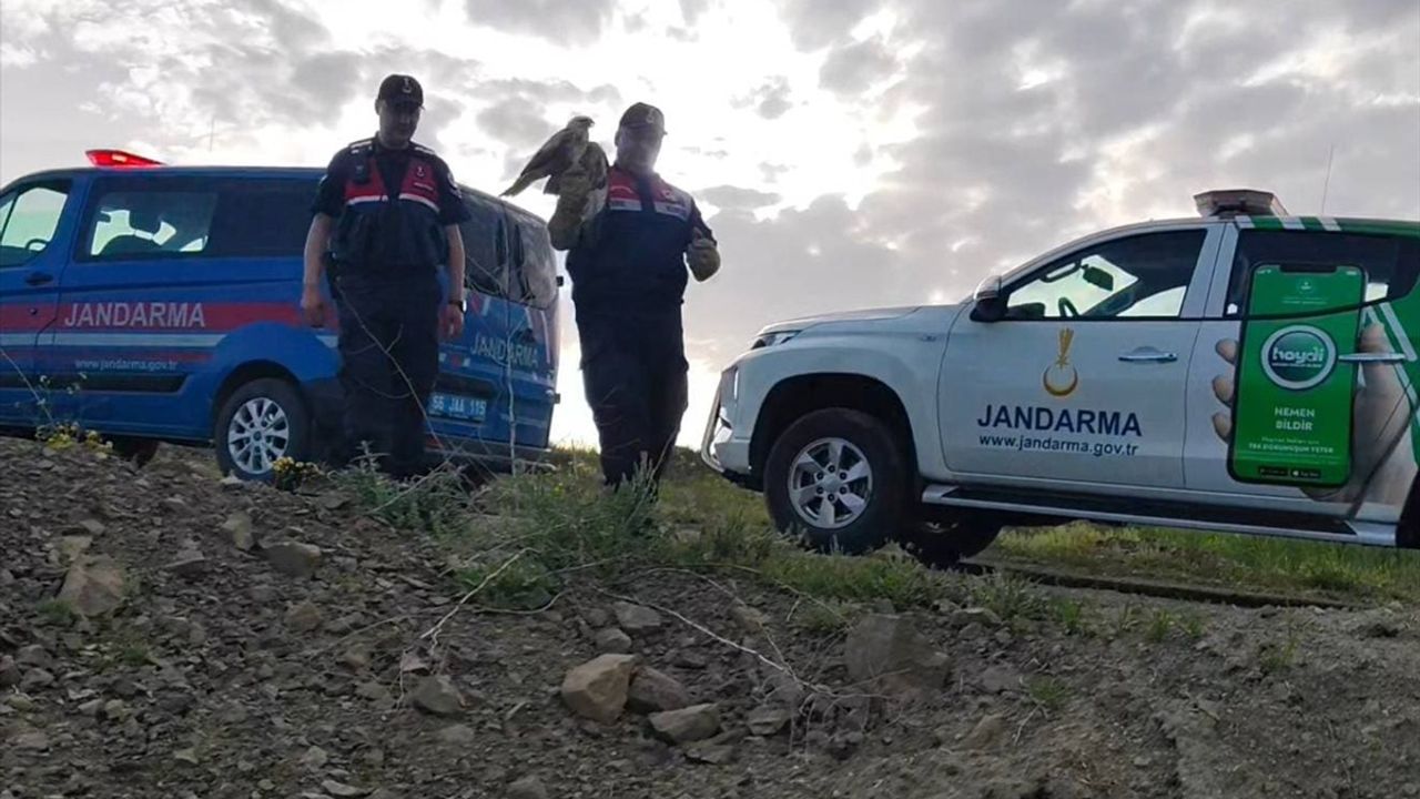 Yozgat'ta Yaralı Şahin Kurtarıldı ve Tedavi Altına Alındı