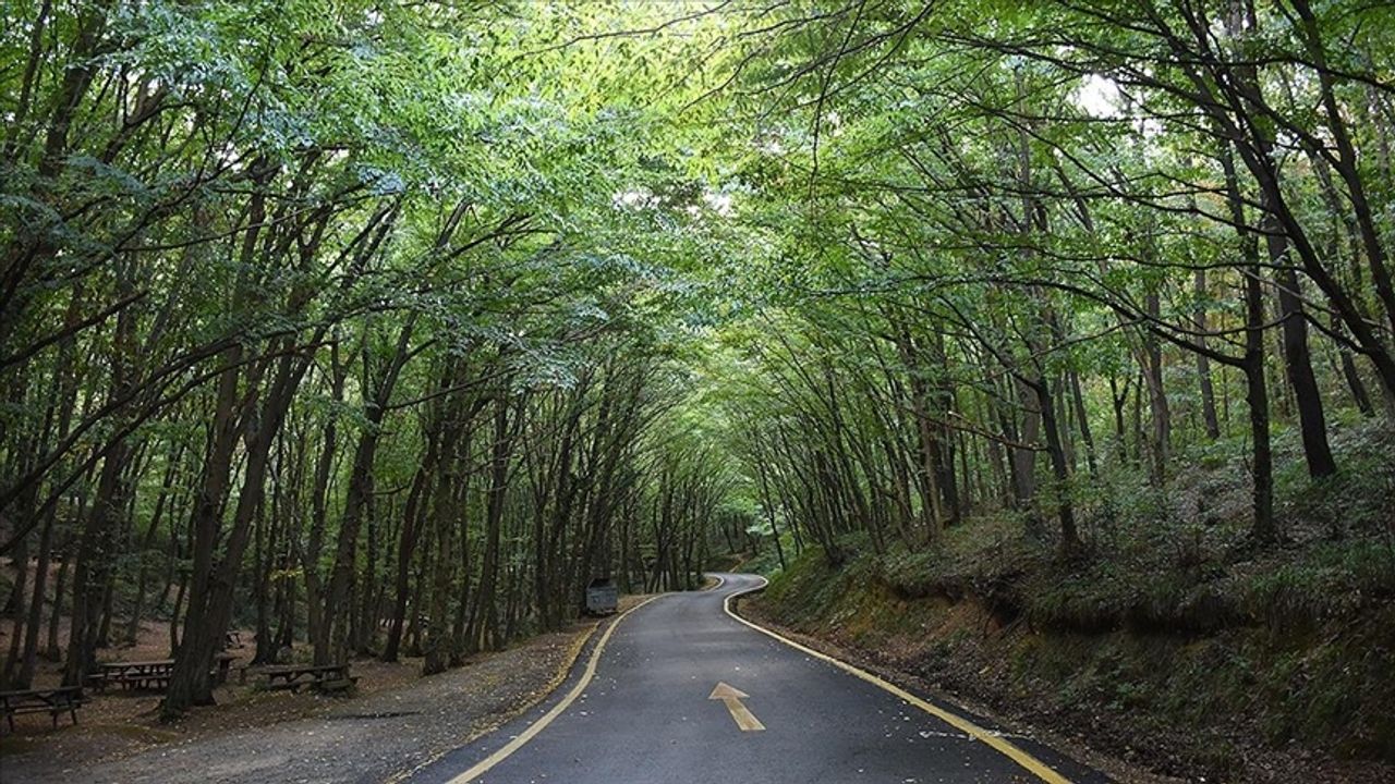 47 İlde Orman Giriş Yasağı Başladı: Ekim'e Kadar Sürecek