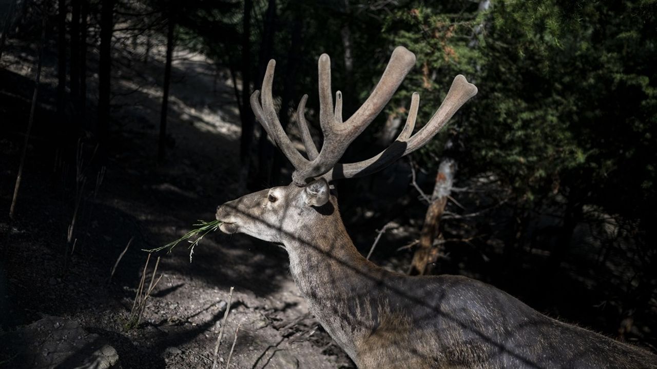 Altınköy Açık Hava Müzesi'nde Üç Sevimli Ceylan Yavrusu Dünyaya Geldi