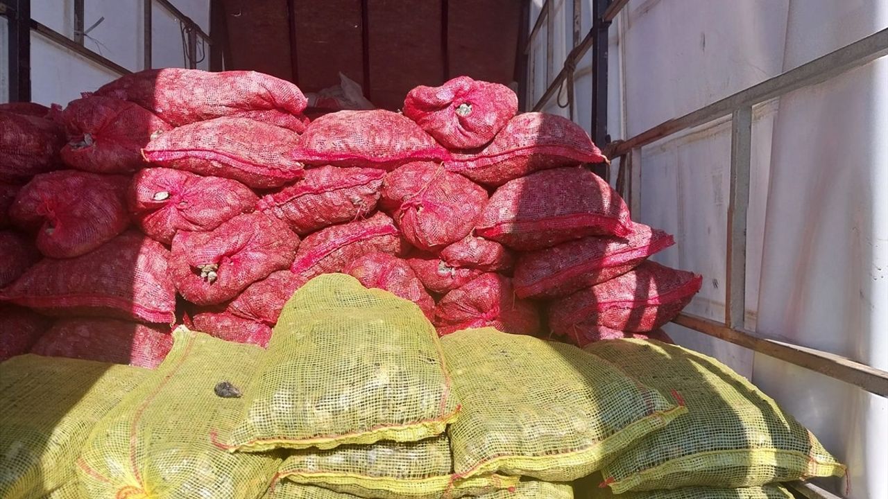 Anadolu Otoyolu'nda 5,4 Ton Kaçak Midye Ele Geçirildi