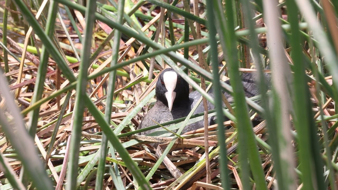 Antalya'da 220 Kuş Türü Keşfedildi
