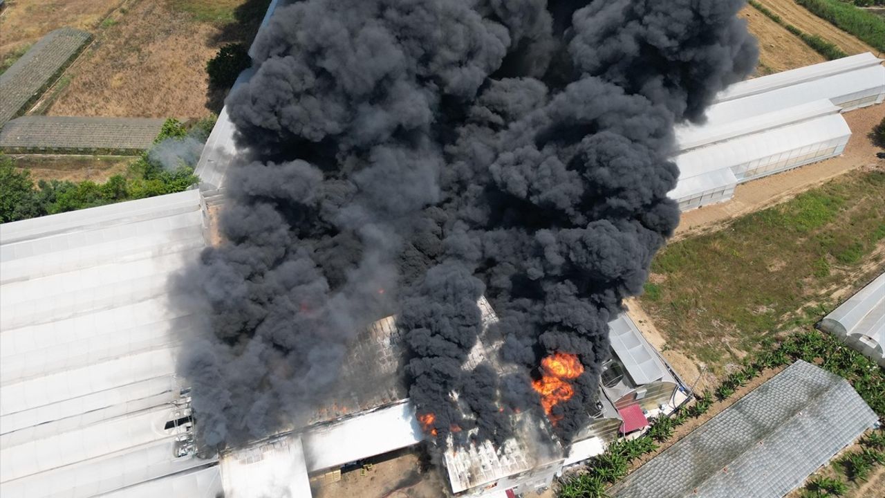 Antalya'da Fide Üretim Tesisinde Yangın Çıktı