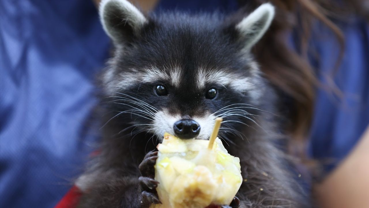 Antalya Doğal Yaşam Parkı'nda Hayvanlar Buzlu Meyve Kokteylleriyle Serinliyor