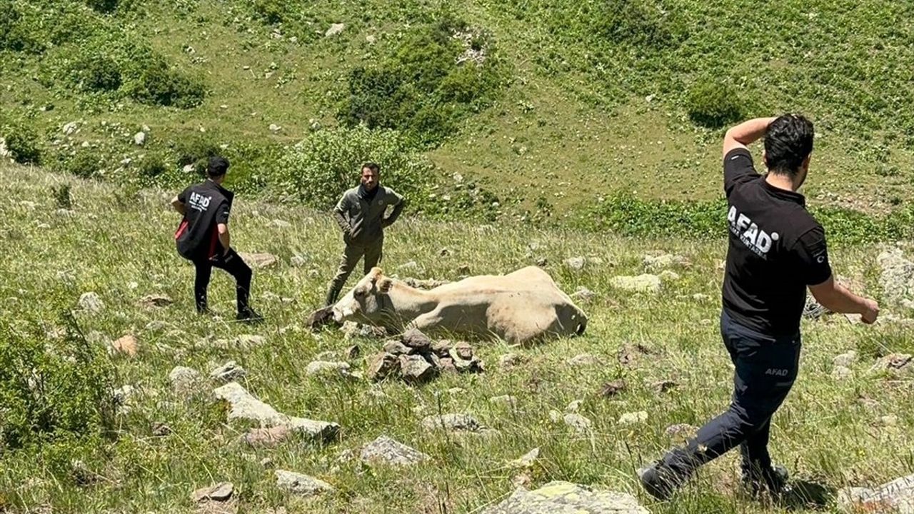Ardahan'da AFAD, Kayalıklardan Düşen Büyükbaş Hayvanı Kurtardı