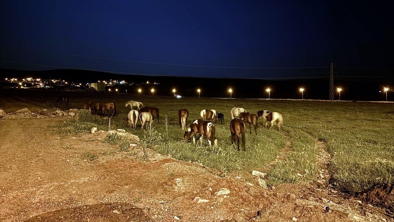 Ardahan'da Yılkı Atları Ulaşımı Aksattı