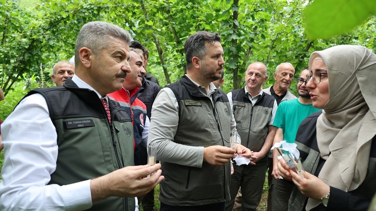 Artvin'de Kahverengi Kokarcayla Mücadele İçin Samuray Arıları Salındı