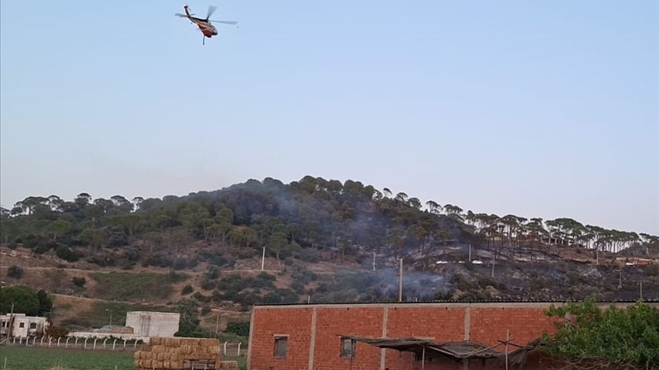Aydın'da Çam Fıstığı Ağaçlarında Yangın Kontrol Altına Alındı