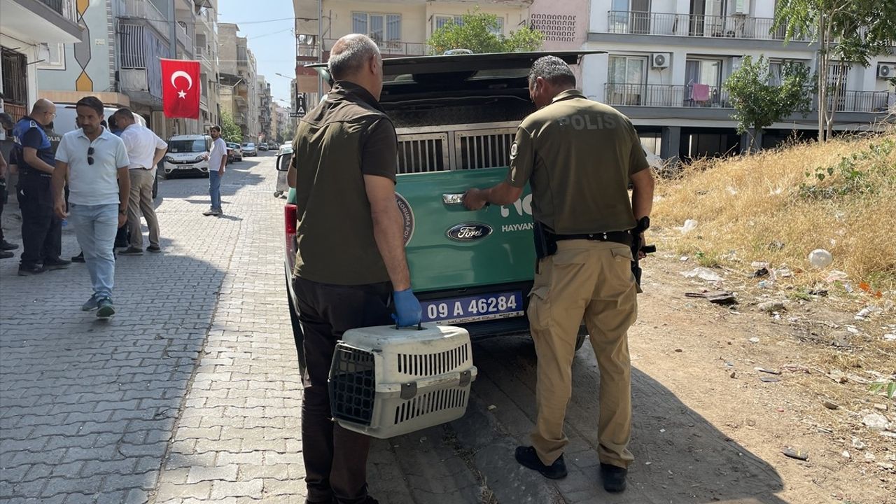 Aydın'da Çöp Evden 4 Kamyon Çöp ve 12 Kedi ile 3 Kaplumbağa Çıktı