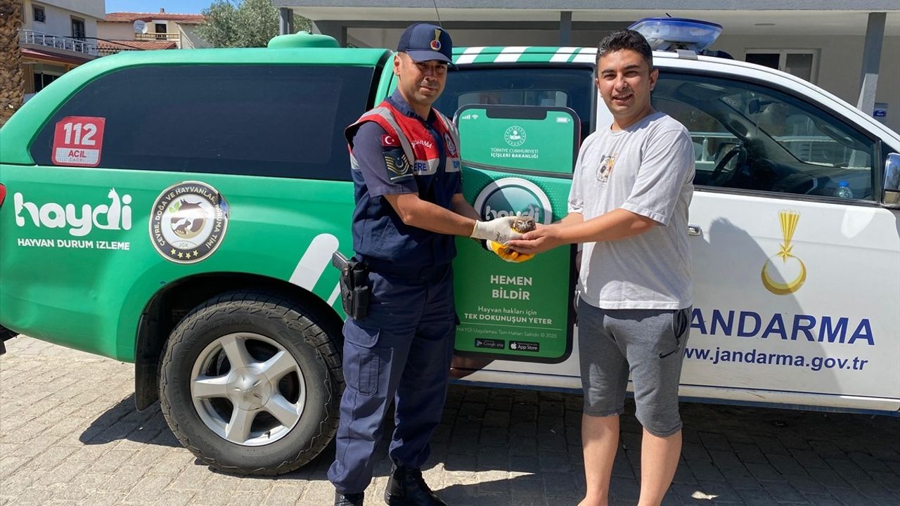 Aydın'da Yaralı Kukumav Baykuş Kurtarıldı