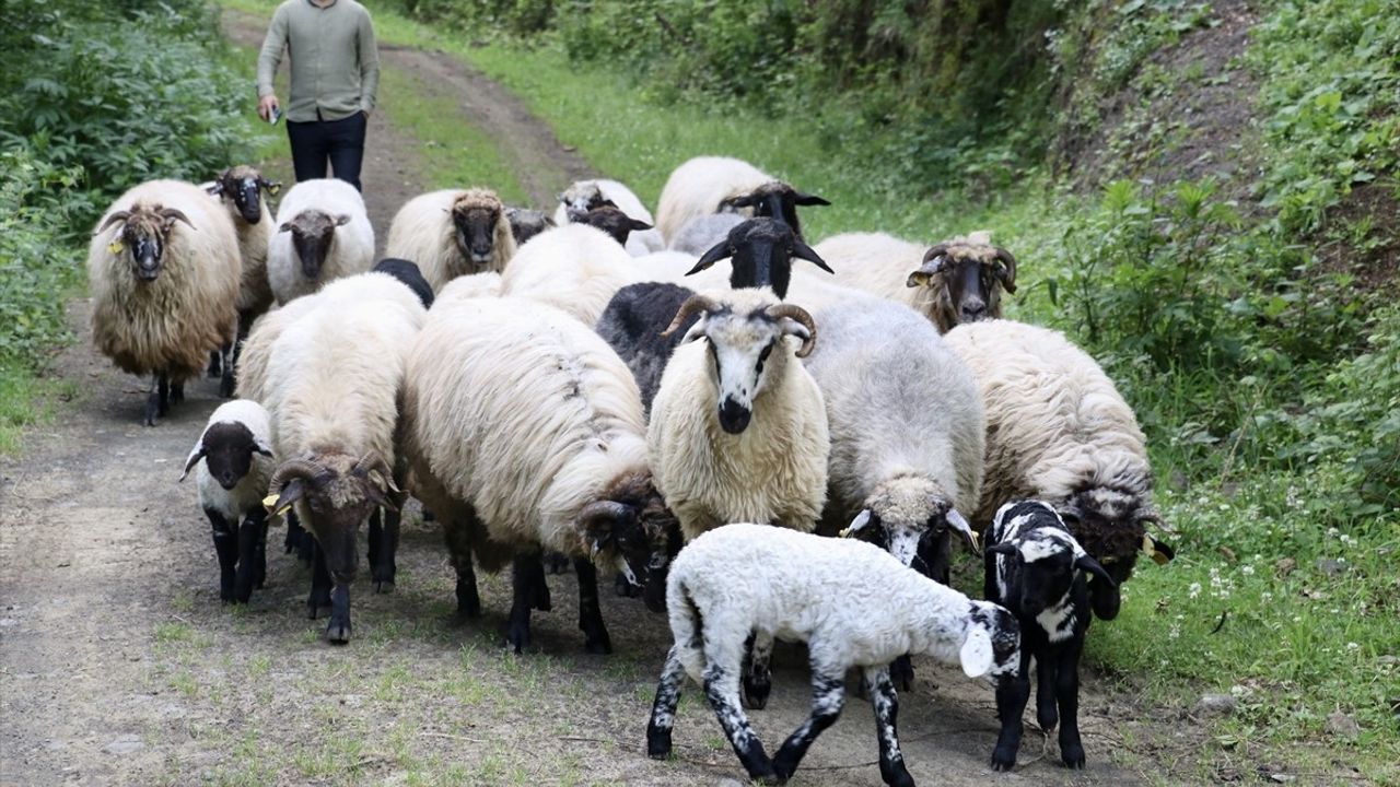 Bacağı Kırılan Kuzu, Platinle Yürümeye Başladı