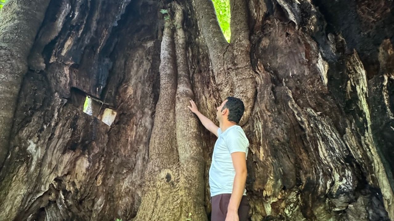 Bartın'da 500 Yıllık Çınar Ağacı İçin Anıt Ağaç Başvurusu
