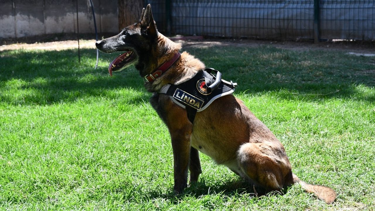 Batman'ın Kahraman Dedektör Köpeği Linda Emekli Oldu