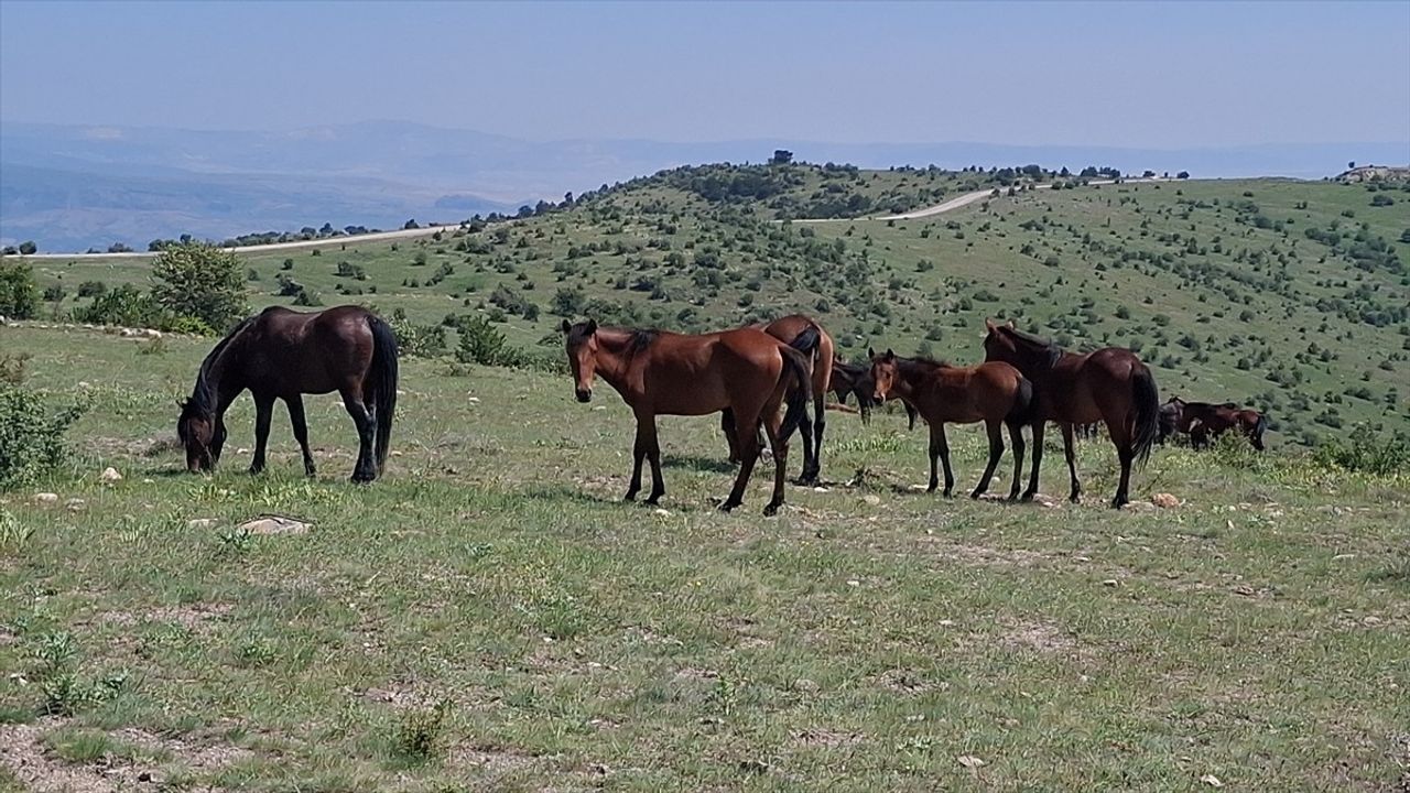 Beypazarı'nda Yılkı Atları Doğal Ortamlarında Görüntülendi