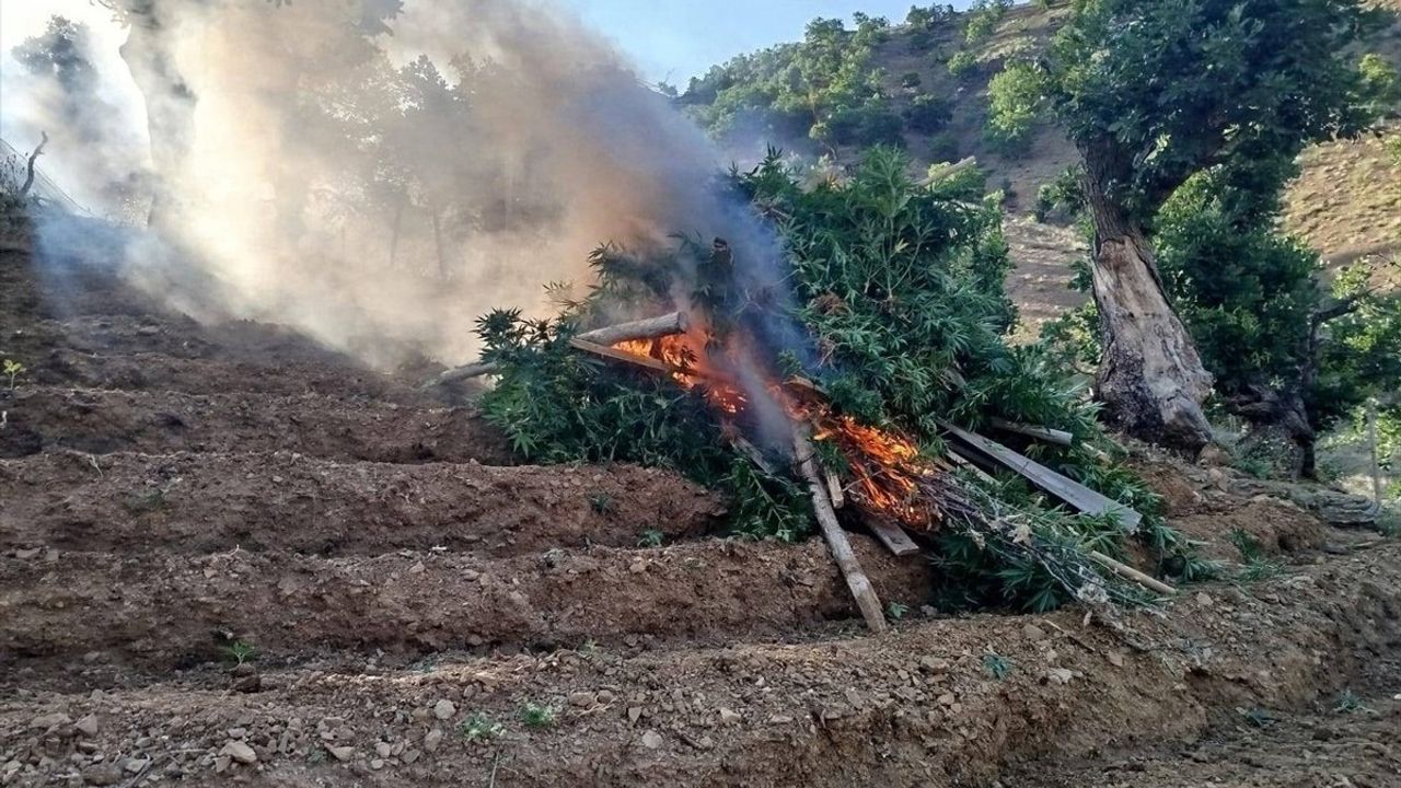 Bingöl'de 15 Bin 300 Kök Hint Keneviri Ele Geçirildi