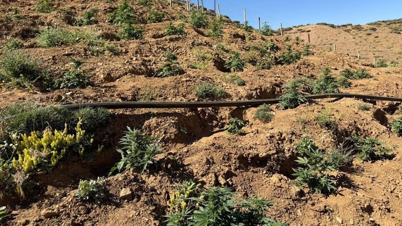 Bingöl'de 17 Bin 245 Kök Hint Keneviri ve Skunk Ele Geçirildi