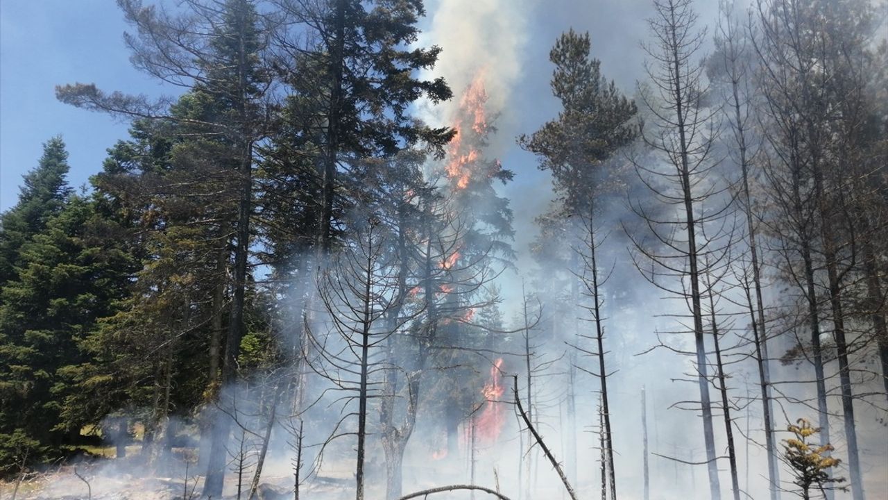 Bolu Göynük'te Orman Yangınına Hızla Müdahale Ediliyor