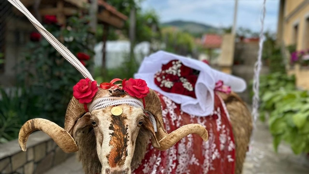 Bulgaristan'da Asırlık 'Gelin Koçu' Geleneği Yaşatılıyor