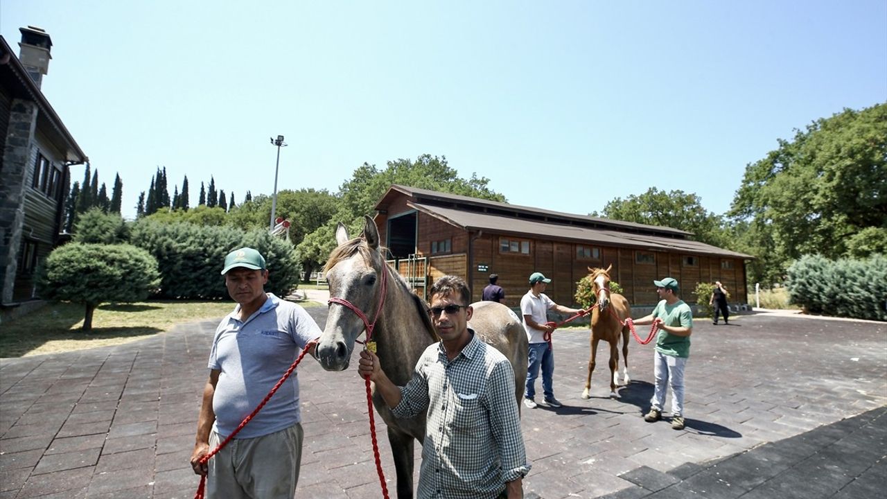 Bursa'da 55 Safkan Arap Tayının Satış Geliri 31 Milyon 20 Bin Lira