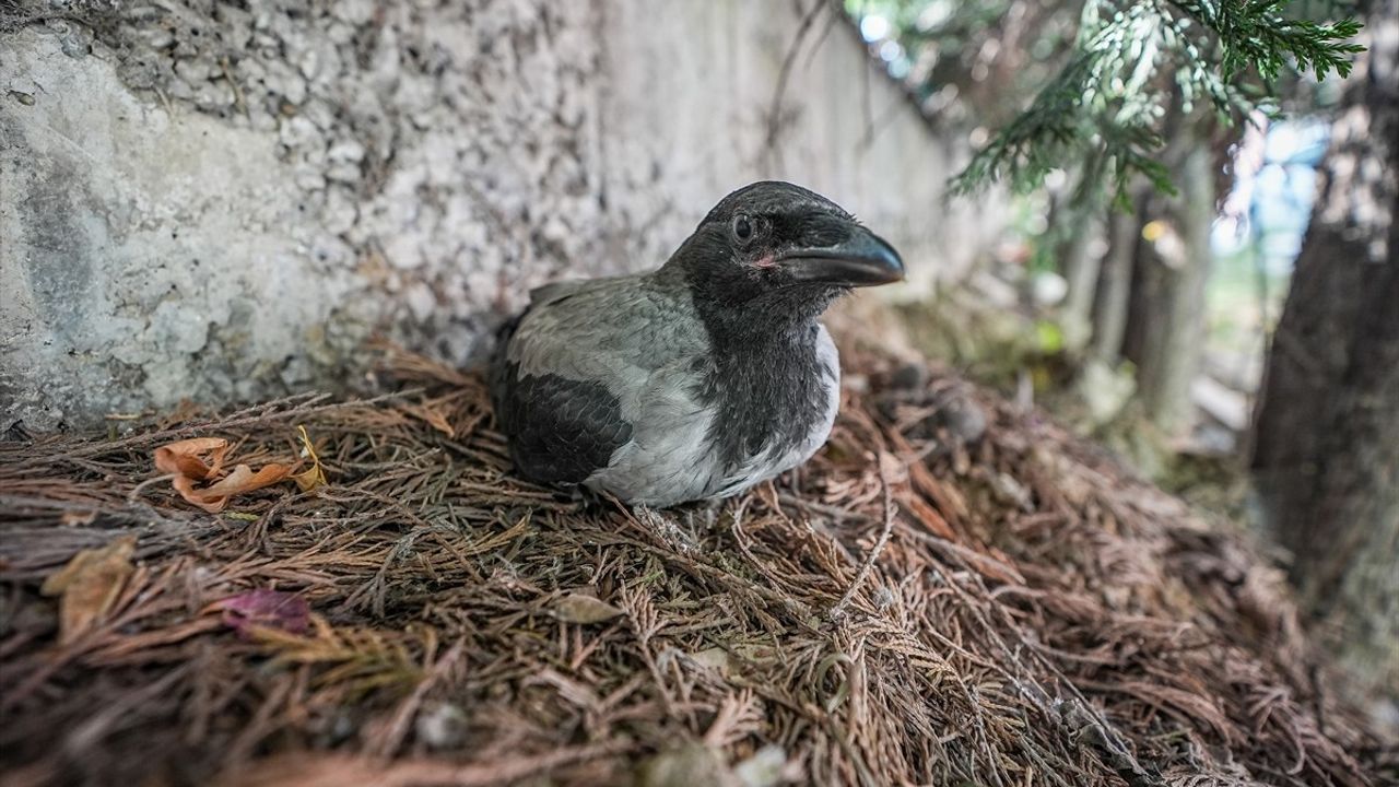 Bursa'da Kargaların Kahramanlığı: Yaralı Arkadaşlarına Yardım Eli