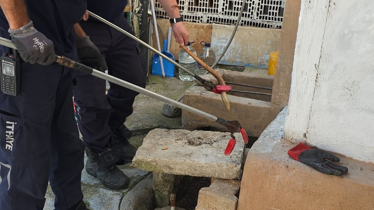 Bursa'da Yakalanan Oluklu Kertenkele Doğaya Salındı