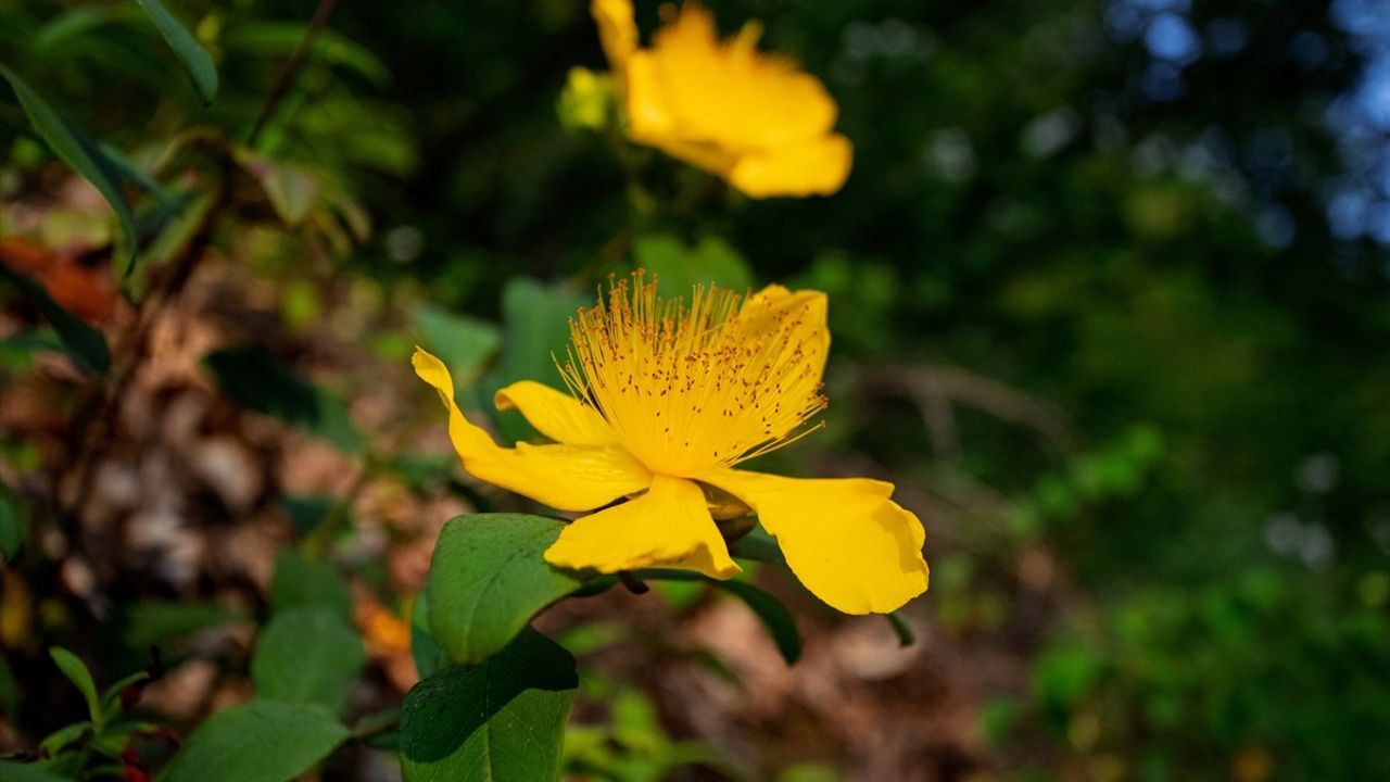 Çam Dağı'ndaki Çiçekler Tabiatı Renklendiriyor