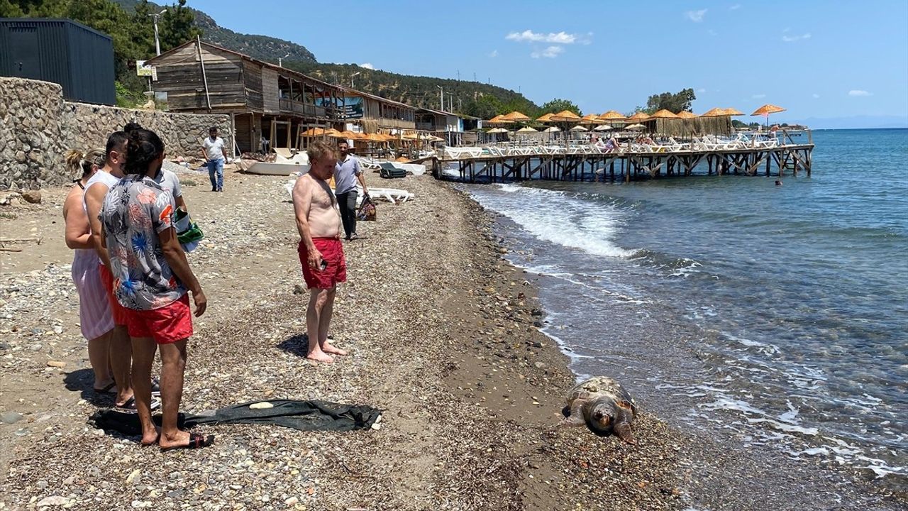 Çanakkale'de Ölü Caretta Caretta Ulaşıldı