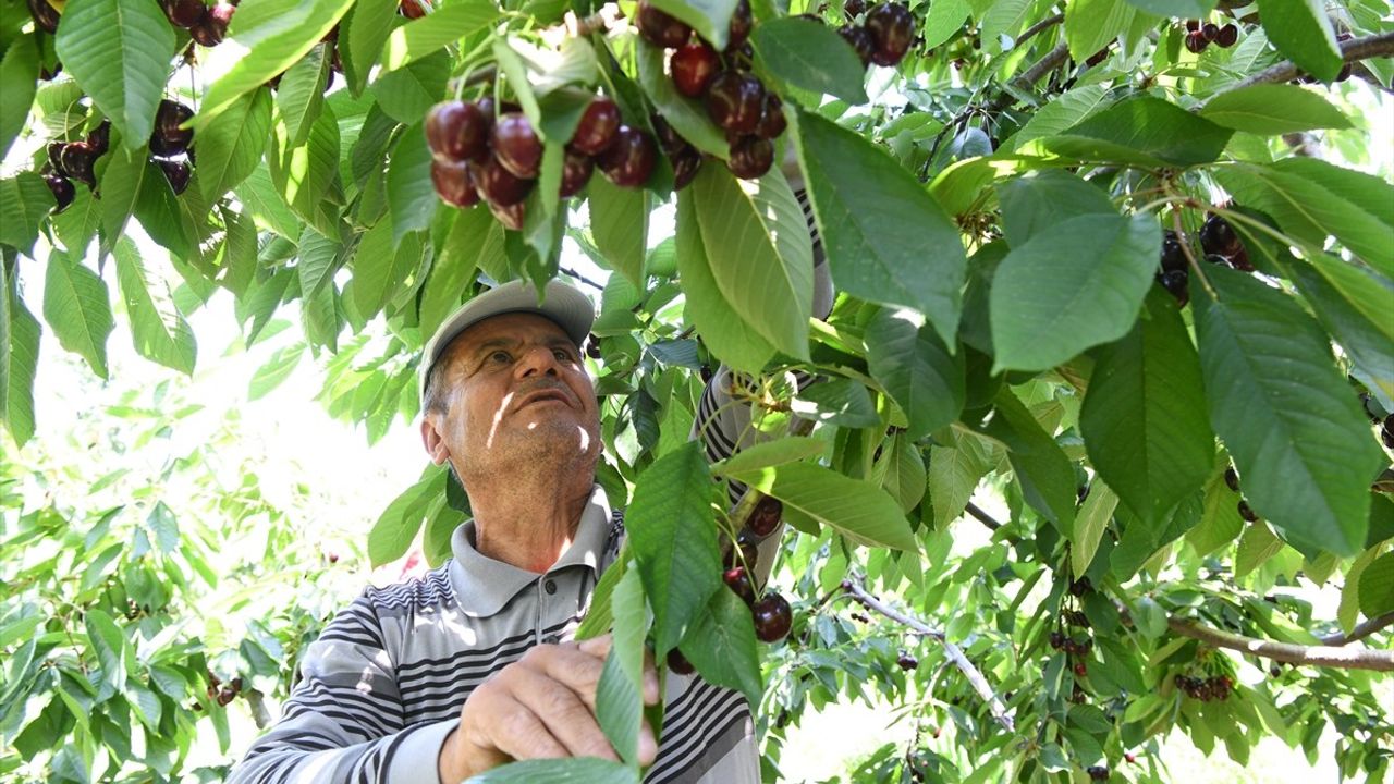 Çanakkale'nin Lapseki İlçesinden Dünyaya Kiraz İhracatı