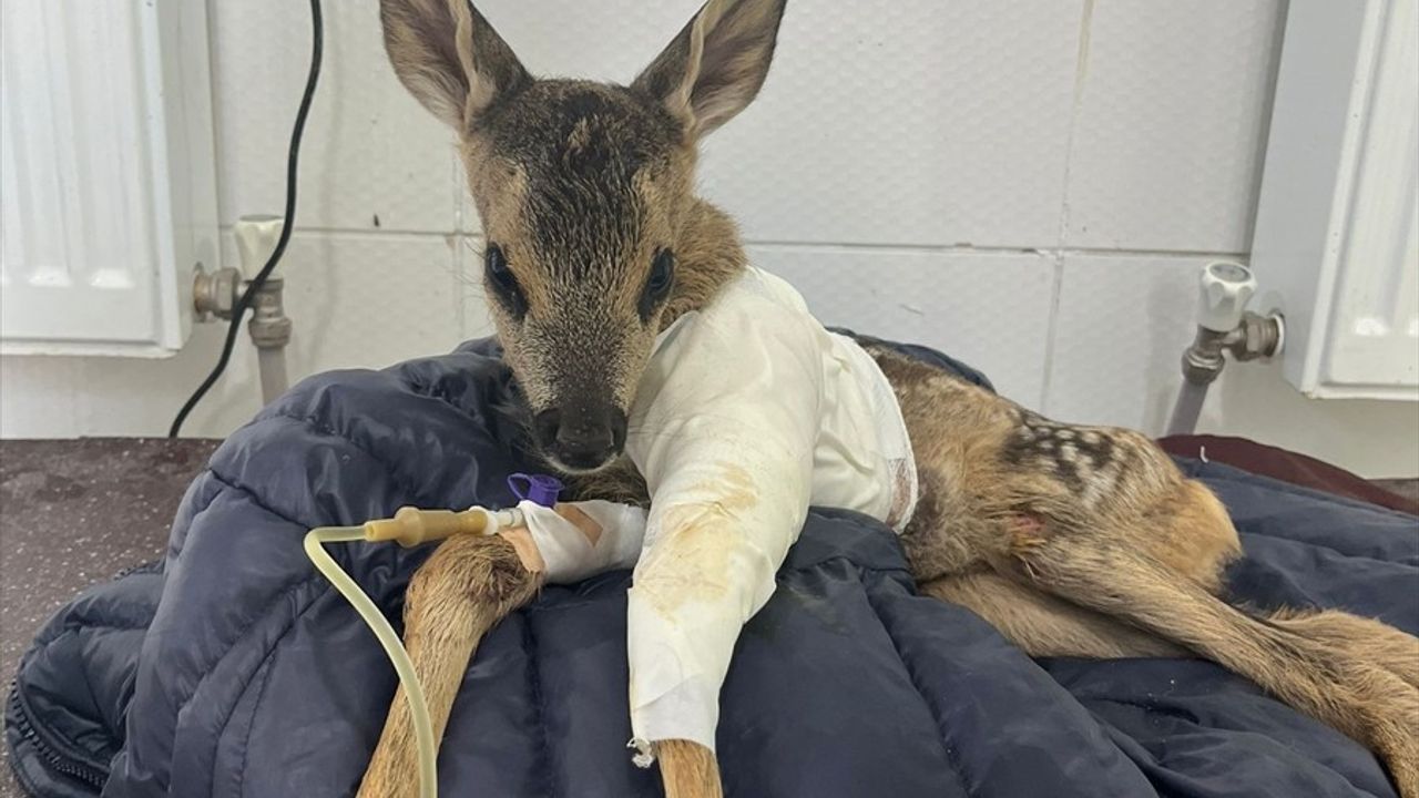Çankırı'da Yaralı Karaca Yavrusu Tedavi Altına Alındı