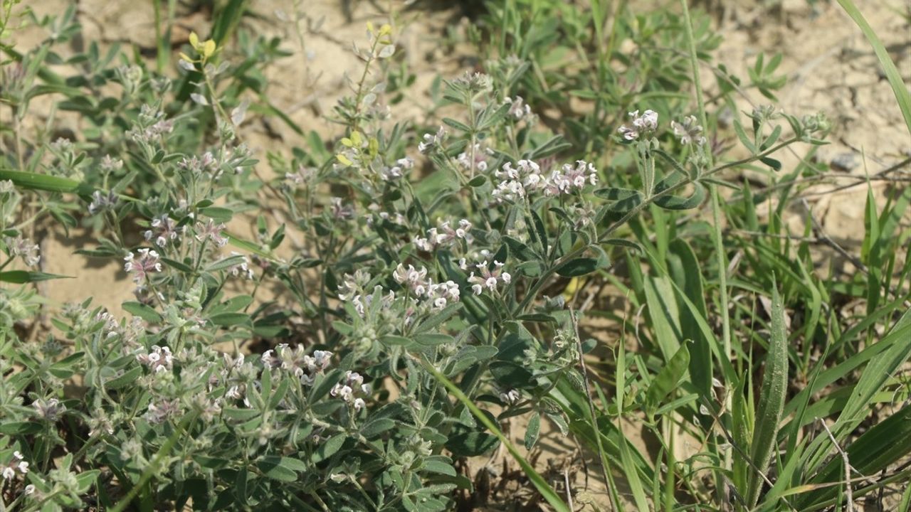 Çankırı'da Yeni Bitki Türü Keşfedildi: Dorycnium vuralii