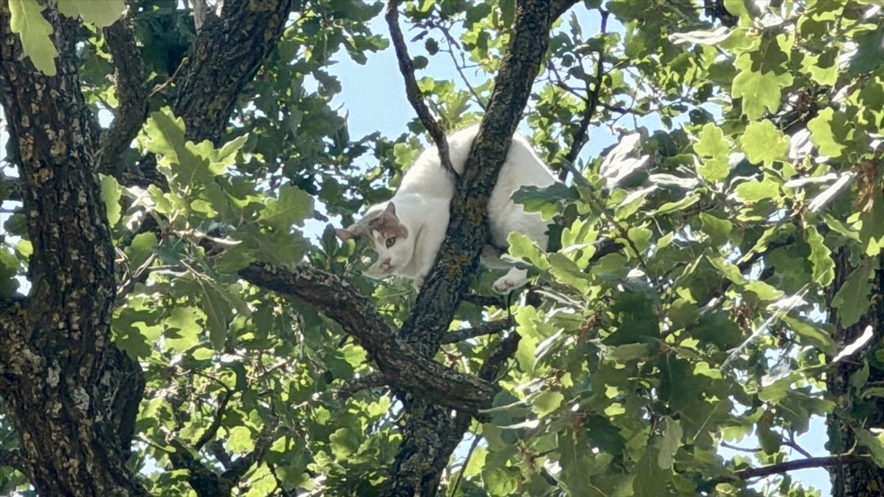 Edirne'de 18 Saat Ağaçta Mahsur Kalan Kedi Kurtarıldı