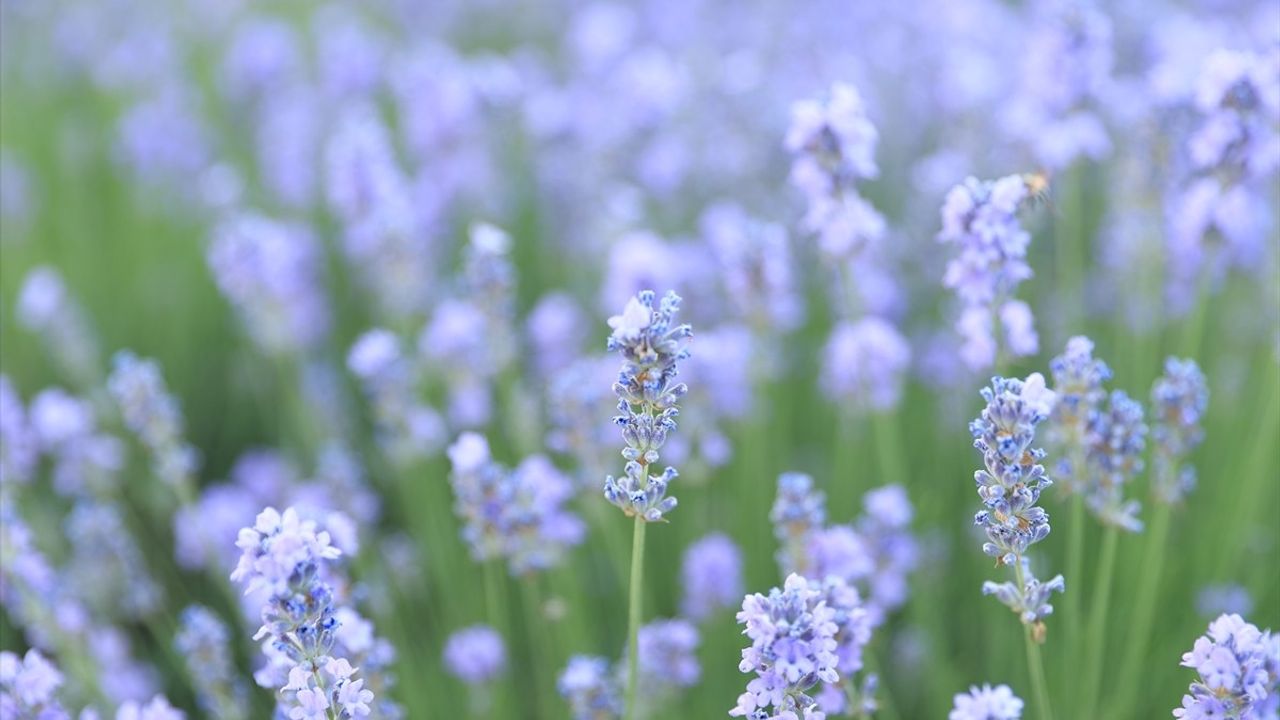 Edirne'de 8. Lavanta Tarla Günleri Başladı