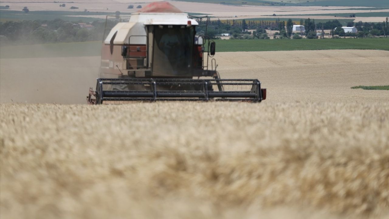 Edirne'de Buğday Hasat Dönemi Başladı