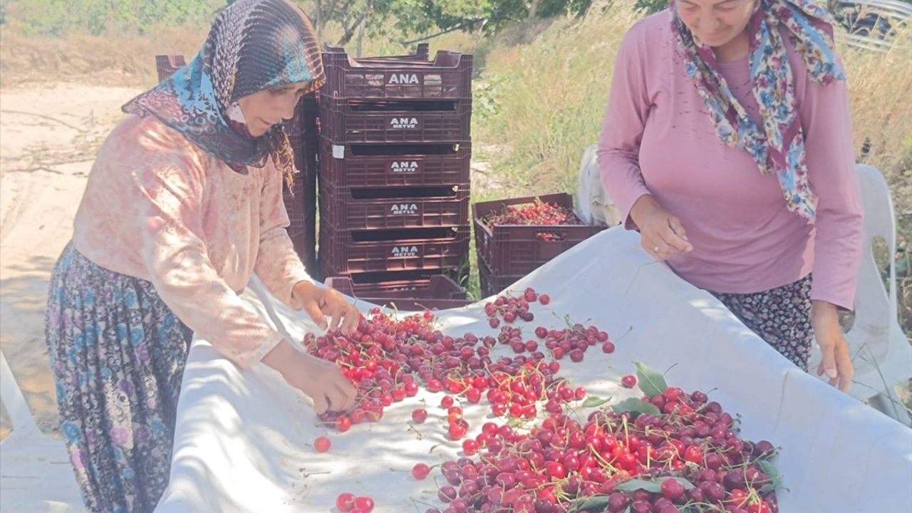 Edirne'de İri Çeribaşı Kirazlarının Hasadı Başladı