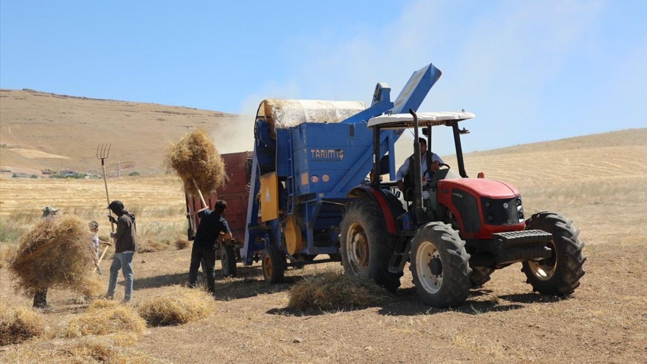 Elazığ'da Kırmızı Mercimek Hasadı: 2.574 Ton Rekolte Bekleniyor